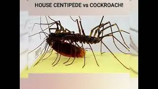House centipede Vs Cockroach, House Centipede moves in and takes full control☠️