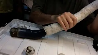 Scientists study their first giant shipworm
