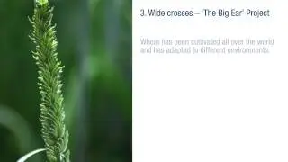 Wheat research