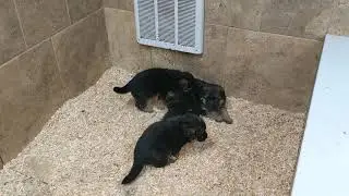 4 week old German shepherd puppies