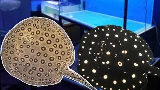 Breeding Freshwater Stingrays!
