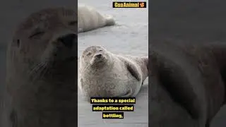 Discover the Fascinating World of Seals: Surprising and Captivating Facts!