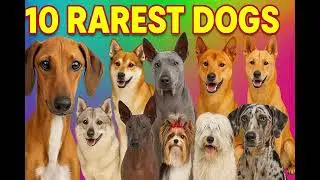 ten rarest dogs ever