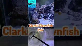Clarkii Clownfish Breeding Pair #aquaexotics #marine #aquarium #fish #nemo #shorts