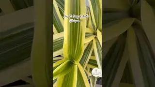 Day 15. Song Of India Plant Whispers 🪴#plantlover #houseplants #easyplantcare #indoorplant#plants