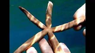 Starfish / Estrella de Mar (Ophidiaster guildingi)