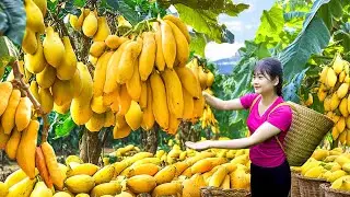 Ly Trieu Ca: Harvesting sweet giant tropical hybrid papaya- Recipe traditional fruit cake in village