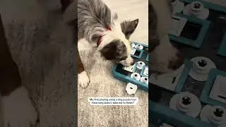 Australian Shepherd puppy playing with a dog puzzle toy for the first time