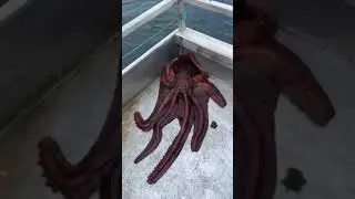 Octopus Escapes From Boat #Shorts