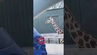 Woburn Safari Park: The Gentle Crunch of a Giraffe