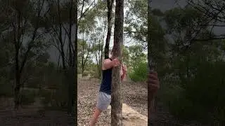 Dai Shu Quan Dead weight striking & various tree striking body conditioning methods 🌳🥋🦘🤜
