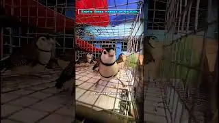 Owl Finch | Exotic birds Price In Galiff Street | Galiff Street Bird Market Visit 25 Feb 2023