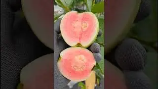 Ổi ploysiam ngon v&agrave; ngọt #sacmaucuocsong #guava #reddiamondguava #fruit
