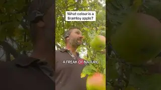 What colour is a Bramley Apple?
