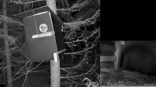 Come watch this tawny owl pair make a nest in Finland 24/7 live