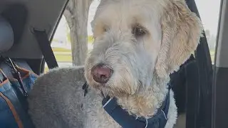 Theo the Doodle&rsquo;s, Second Adventure: Learning to Navigate Big Feelings 🐾💙
