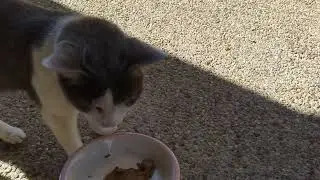 Short Update Maggie the Kidney Cat
