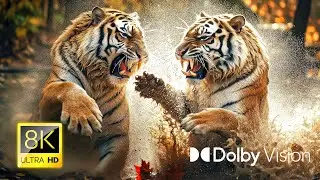 WILDLIFE Like You've NEVER Seen Before in 8K HDR!