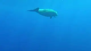 Dugongo!