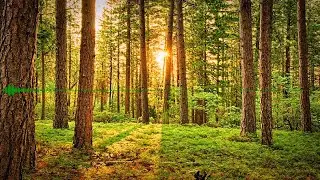 Majestic Pine Forest Portal