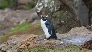 Birding New Zealand's South Island (Penguins! Albatrosses! Dolphins!)