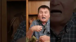 Работа охотничьей собаки после выстрела #собака #вальдшнеп # дратхаар