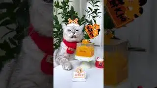 Chef Cat Makes Orange Jello with Fresh Orange 🍊 | Easy Dessert Recipe | Cute Cat TikToks#Shorts