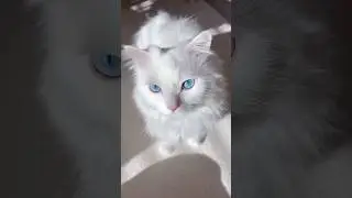 The Most Dramatic Cat Ever 🤣