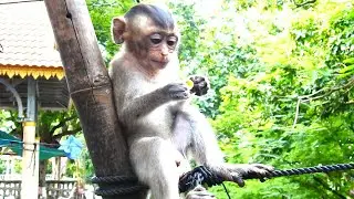 Amazing Adorable Monkey Sitting On Rope Look Very Attractive