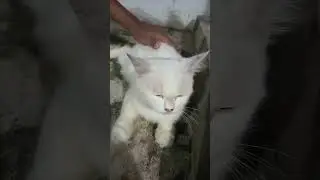 Zinzan Si Kucing yang Paling Senang Di Elus-elus! 😍🐾