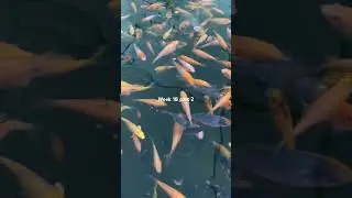 Koi carp fry grow on week 18 part 2 koi carp pond #koi #fish #aquarium #fishing #pond #koipond #carp