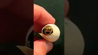 Baby turtle hatching from egg #short #shorts #youtubeshorts
