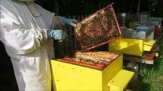 Des ruches bien remplies de miel avec les abeilles noires