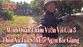 Mạnh Quân Thăm Vườn Vải Của 3 Thôn Xã Tân Sơn Lục Ngạn Bắc Giang