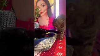 Так и живем &laquo;дружно&raquo;)) #cat #лайк #моякошка #озвучка #бойдақ