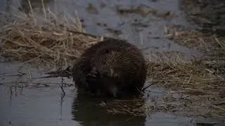 A North American Beaver scratches up a storm, then gets grass to take home, probably for a nursery