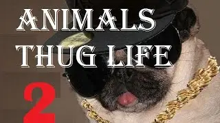 Animal thug life videos | Funny Crazy Animals | #shorts