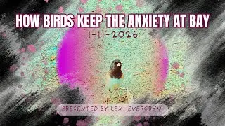 How Birds Keep The Anxiety at Bay (LNL)