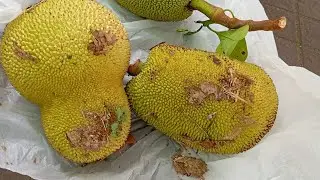 Robingatin tkw sedang live sekarang!