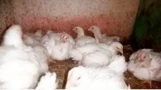 وصفه سحريه لزيادة الوزن 🐓بسرعه هتخلي فراخك تكبر بسرعه الصاروخ 💯