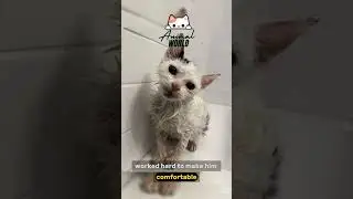 #animalkindness #trending_stories #heartwarmingrescue #viral_stories #pets