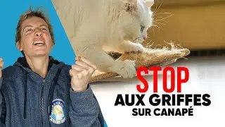 Mon Chat Fait Ses Griffes Sur Le Canap&eacute;