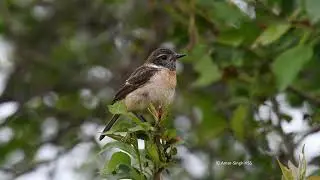 Stejneger's Stonechat breeding female calls