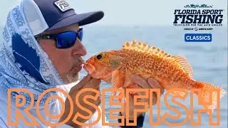 Deep Drop Blackbelly Rosefish | Rosefish & Golden Tilefish | Rosefish | Fsftv | Tilefish