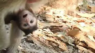 Unbelievably Adorable Baby Monkey Walks Alone 🐒😍