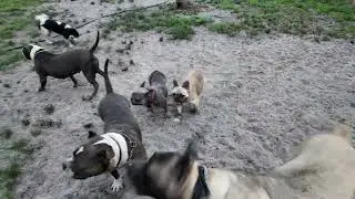 EARLY MORNING VIBES WITH THE DOGS