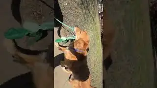 @sarah_gator: Познакомьтесь с моим новым сотрудником, Боди!!! 😂 #собака #видеоссобаками