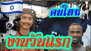 งานวันแรกของคนใหม่|ฟาร์มในประเทศอิสราเอล
