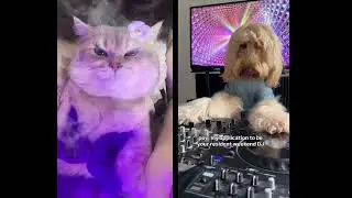 Tập 16: Giải Tr&iacute; #memedog #cat #dog #music