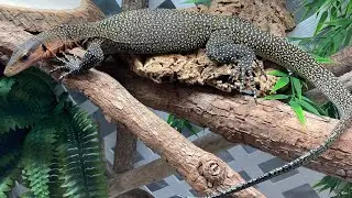 Peach throat monitor enclosure upgrade is almost done ! #reptiles #lizard #monitorlizards #enclosure